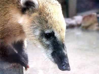 動物図鑑・ハナグマ